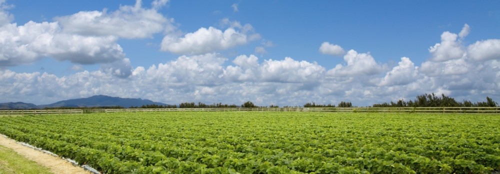 georgia farm